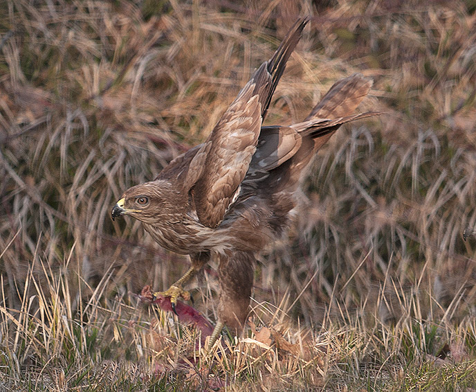 Oasi naturalistica del Carmine